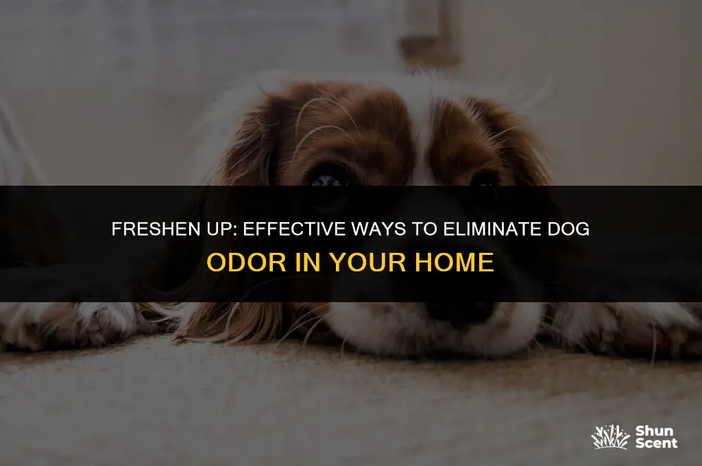 how to get rid of dog odor in a room
