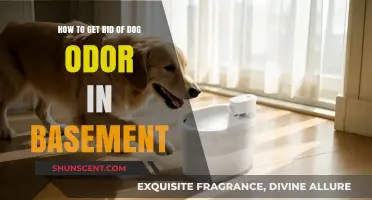 Freshen Up Your Basement: A Guide to Eliminating Dog Odor