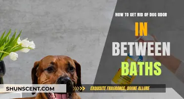 Freshen Up Your Furry Friend: Tips to Tackle Dog Odor Between Baths