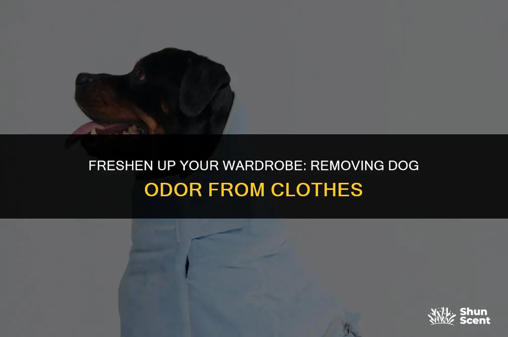 how to get rid of dog odor in clothes