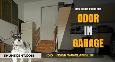 Eliminate Dog Odor in Your Garage: A Comprehensive Guide