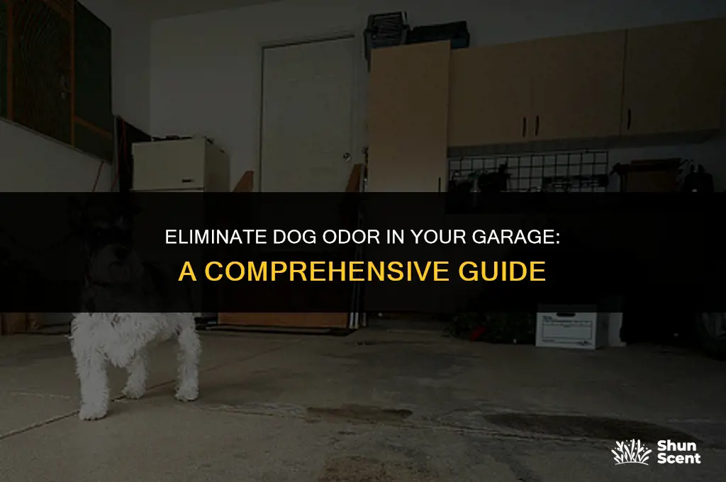 how to get rid of dog odor in garage