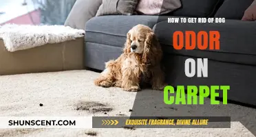 Freshen Up Your Home: Effective Tips to Eliminate Dog Odor from Carpets