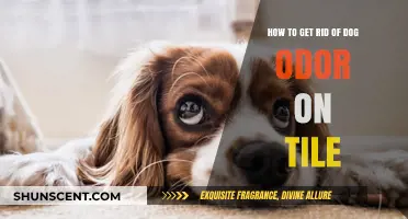 Eliminate Dog Odor on Tile: A Comprehensive Guide