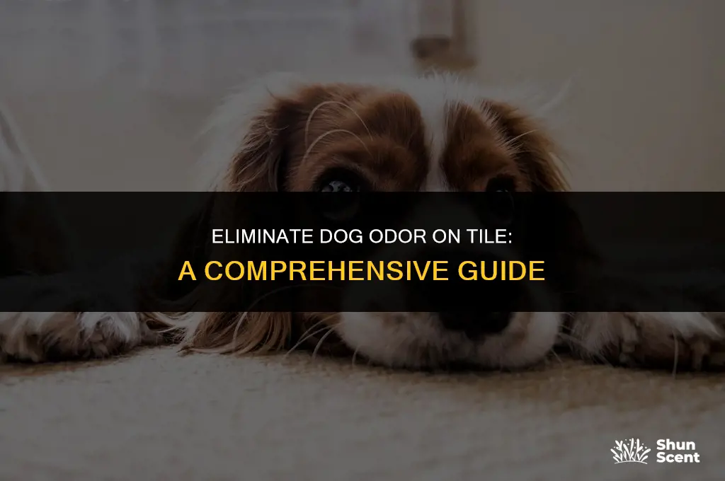 how to get rid of dog odor on tile