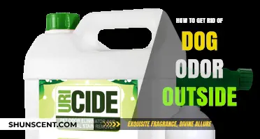 Fresh Air, Fresh Start: Eliminating Dog Odor Outdoors