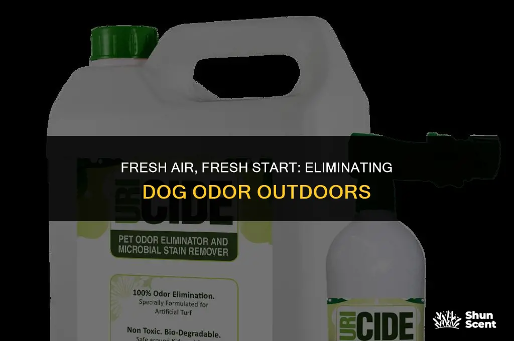 how to get rid of dog odor outside
