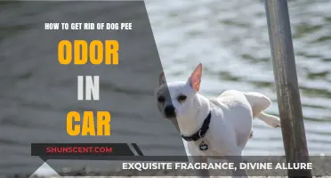 Eliminating Dog Pee Odor from Your Car: A Comprehensive Guide