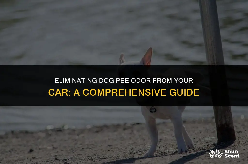 how to get rid of dog pee odor in car