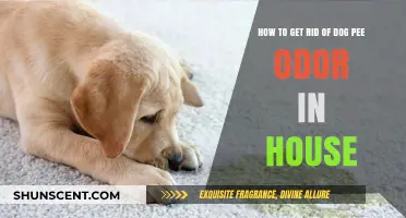 Effective Ways to Eliminate Dog Urine Odor in Your Home