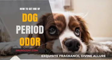 Freshen Up: Effective Tips to Eliminate Dog Period Odor