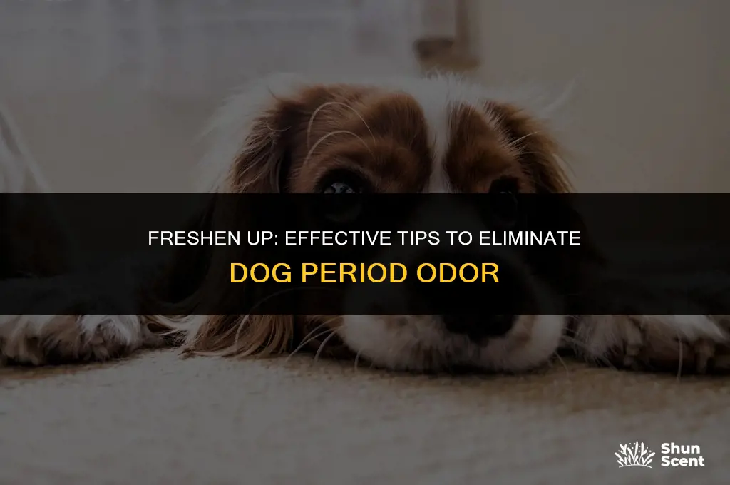 how to get rid of dog period odor