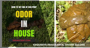 Banish Dog Poop Odor: Effective Tips for a Fresh-Smelling Home