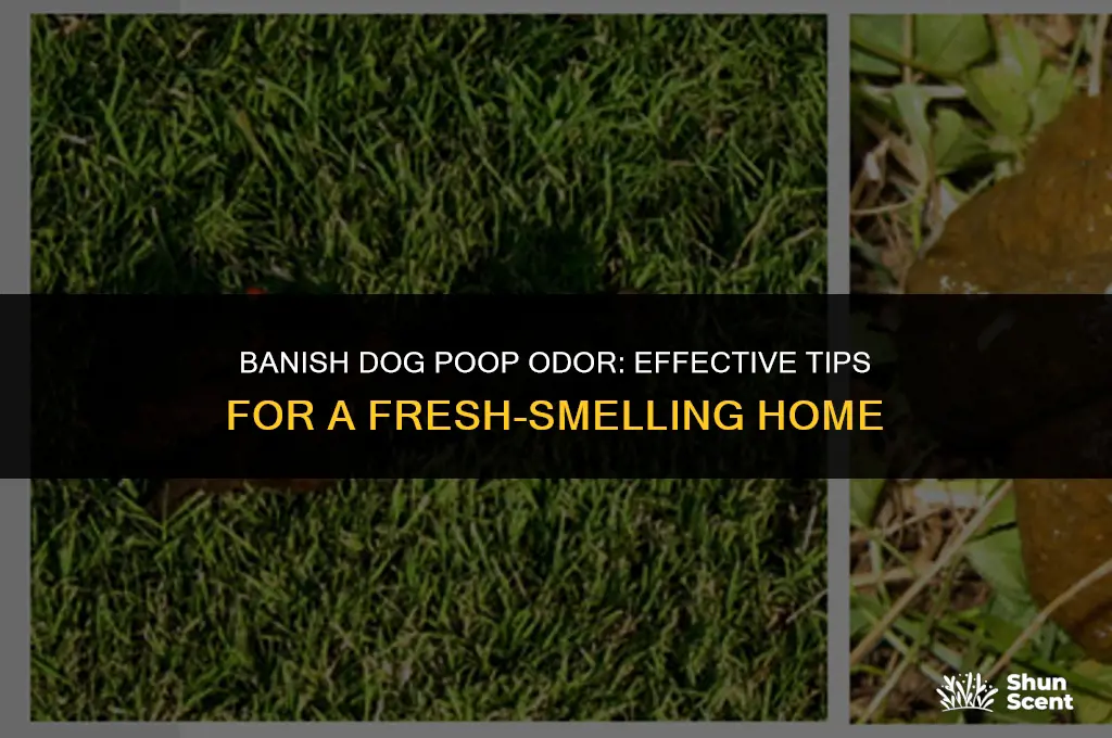 how to get rid of dog poop odor in house