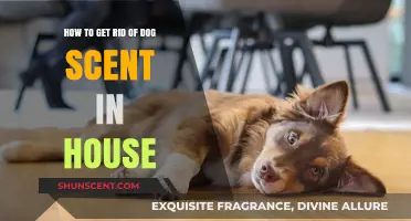 Eliminate Lingering Dog Odors: Freshen Your Home Effectively and Easily