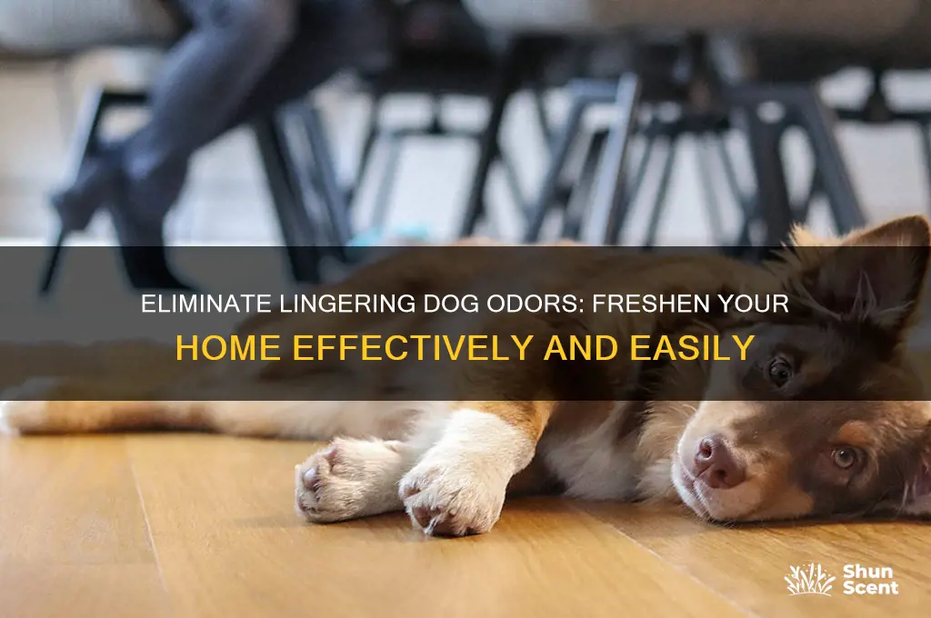 how to get rid of dog scent in house