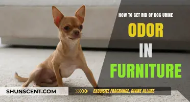 Eliminating Dog Urine Odor from Furniture: A Comprehensive Guide