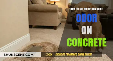 Eliminating Dog Urine Odor from Concrete: A Comprehensive Guide