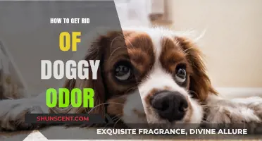 Freshen Up Your Home: A Guide to Eliminating Doggy Odor