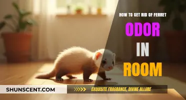 Freshening Up: Effective Ways to Eliminate Ferret Odor in Your Room