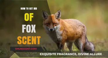 Effective Ways to Eliminate Fox Odor from Your Space