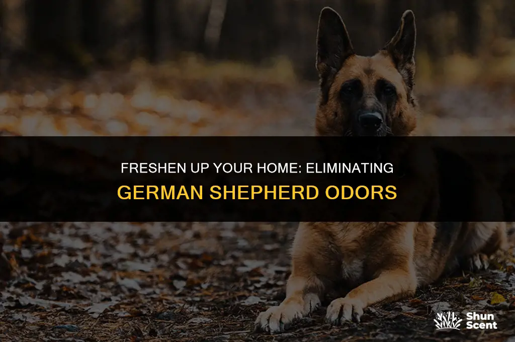 how to get rid of german shepherd odor