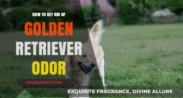 Freshen Up Your Home: Eliminating Golden Retriever Odor