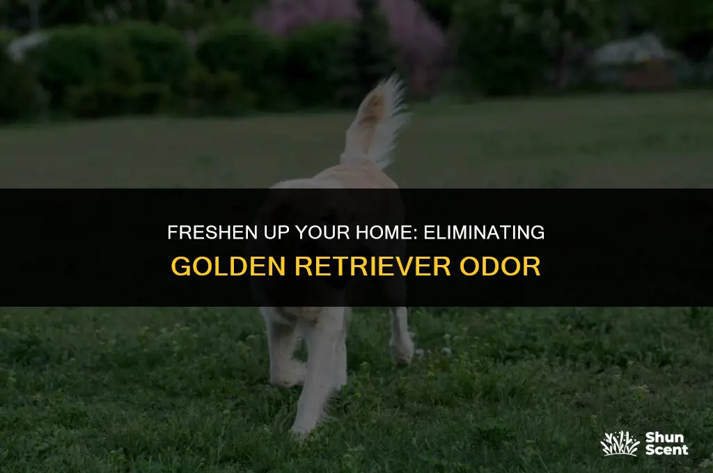 how to get rid of golden retriever odor
