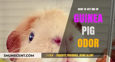 Freshen Up Your Home: A Guide to Eliminating Guinea Pig Odor