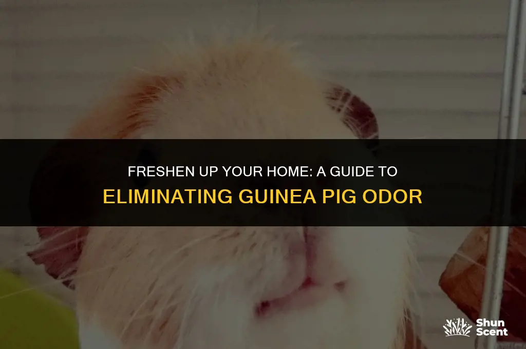 how to get rid of guinea pig odor