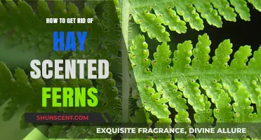 Effective Strategies to Eradicate Hay Scented Ferns from Your Garden