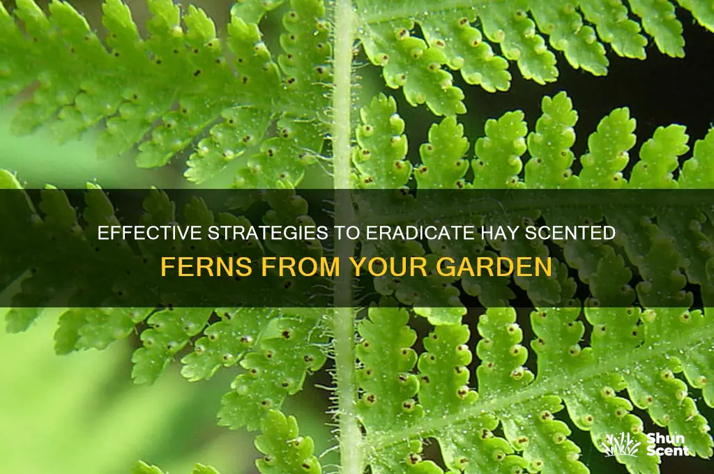 how to get rid of hay scented ferns