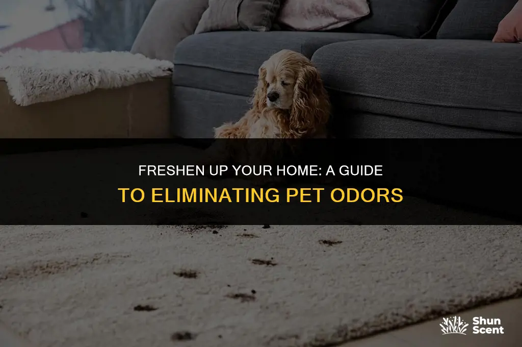 how to get rid of house pet odor