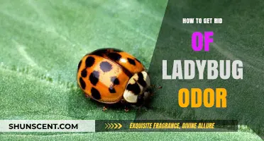 Eliminating Ladybug Odor: A Comprehensive Guide for Homeowners