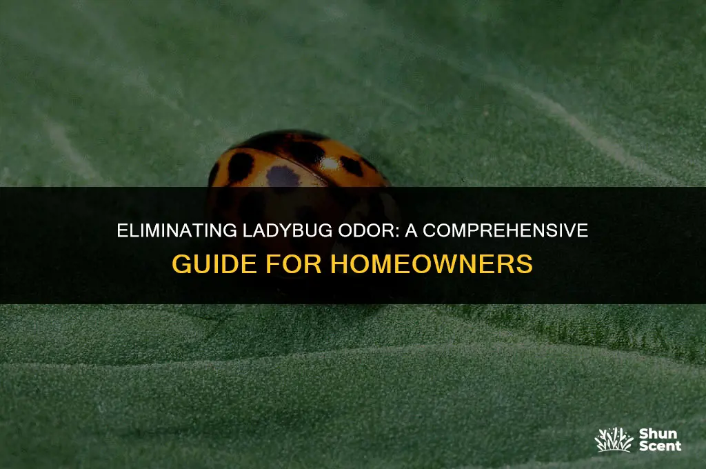 how to get rid of ladybug odor