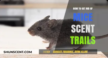 Eliminate Mice Scent Trails: Effective Tips for a Pest-Free Home