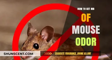 Effective Ways to Eliminate Mouse Odor from Your Home