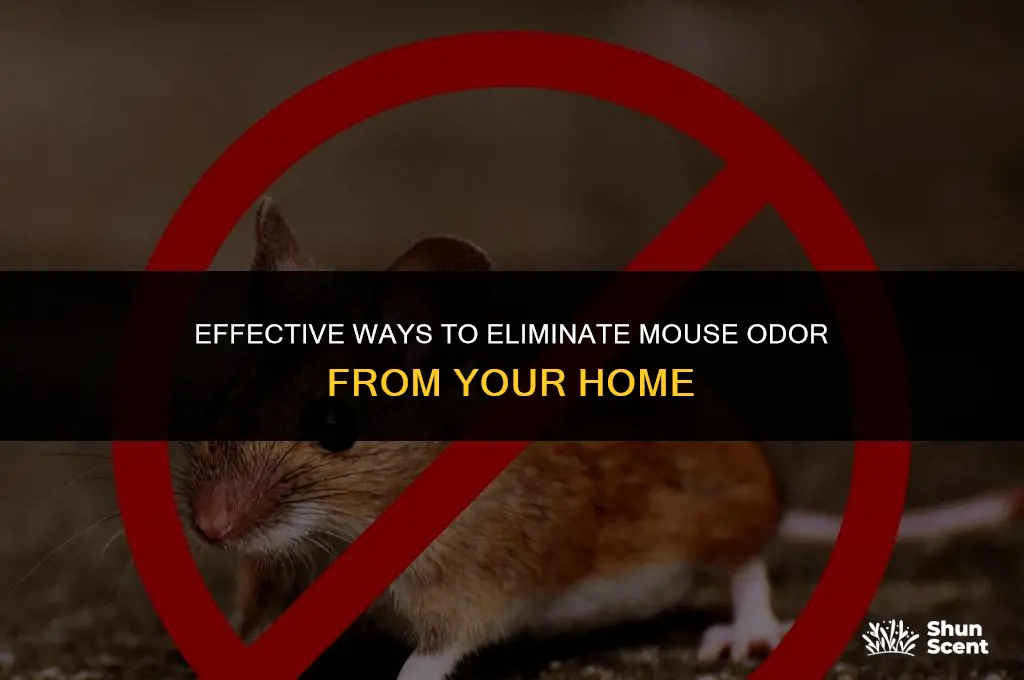how to get rid of mouse odor