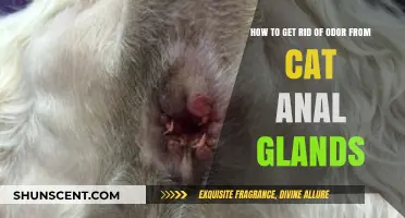 Freshen Up: A Guide to Eliminating Cat Anal Gland Odor