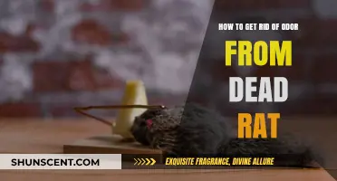Effective Ways to Eliminate Dead Rat Odor: A Comprehensive Guide