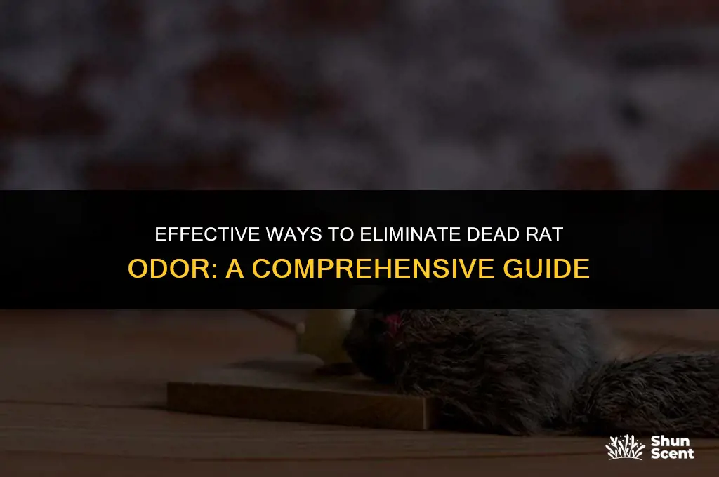 how to get rid of odor from dead rat