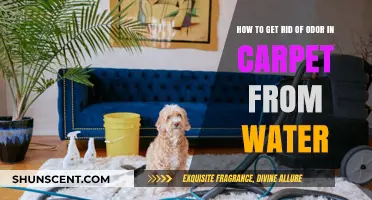 Freshen Up Your Carpet: Effective Tips to Eliminate Water-Induced Odors