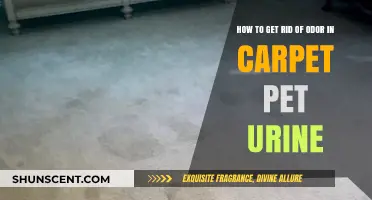 Eliminate Pet Urine Odor from Carpets: A Comprehensive Guide