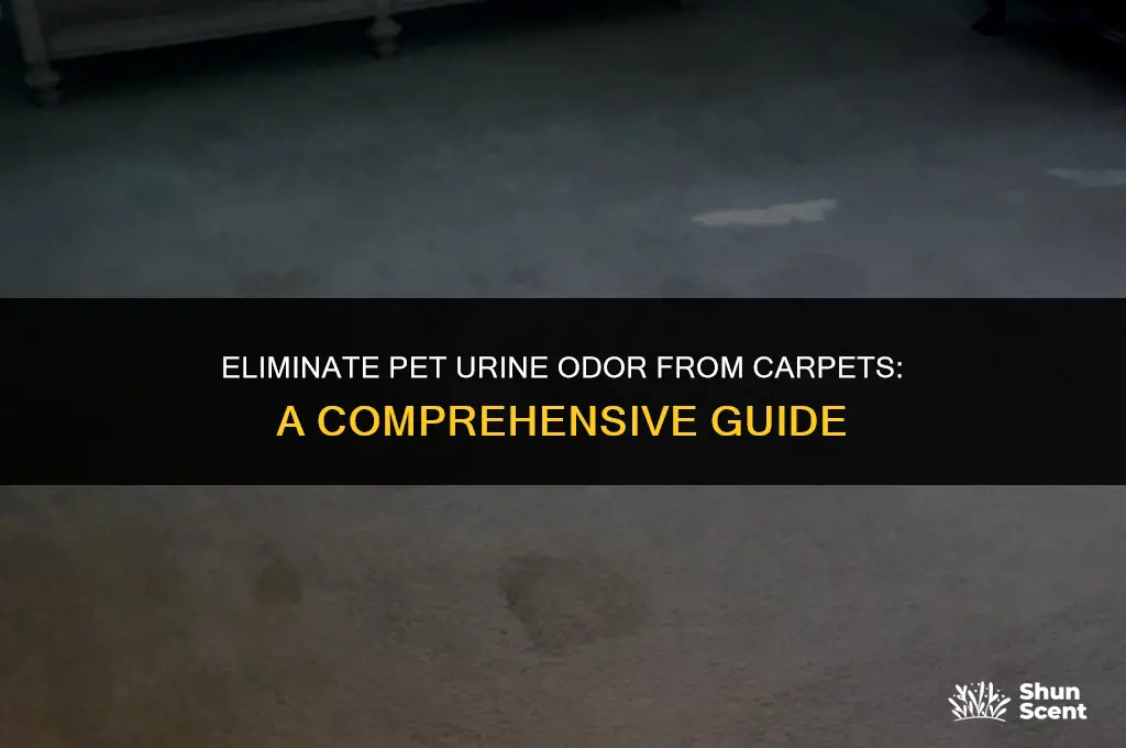 how to get rid of odor in carpet pet urine