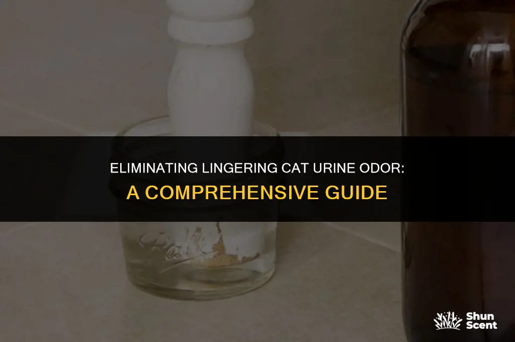 how to get rid of odor of cat urine