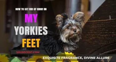 Banish the Stink: A Guide to Odor-Free Yorkie Paws