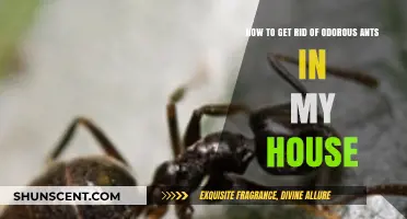 Banish Pesky Odorous Ants: A Comprehensive Guide for Your Home