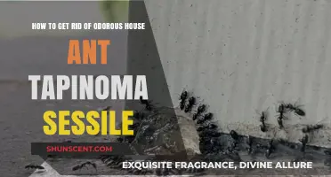 Effective Ways to Eliminate Odorous House Ants (Tapinoma Sessile)