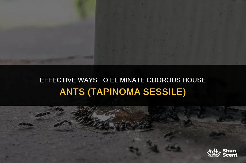 how to get rid of odorous house ant tapinoma sessile