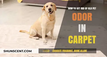 Freshen Up Your Home: Effective Tips to Eliminate Old Pet Odor from Carpets